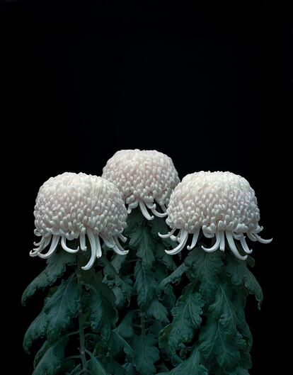 'Chrysanthemums' (2011), obra de Tomoko Yoneda.