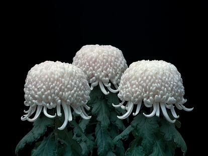 'Chrysanthemums' (2011), obra de Tomoko Yoneda.