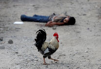 Un gallo camina junto al cadáver de un joven, miembro de la pandilla Barrio-18 en San Pedro Sula (Honduras), el 28 de septiembre de 2018. San Pedro Sula es considerada una de las ciudades más peligrosas del mundo, controlada por las pandillas mediante las extorsiones y el tráfico de drogas, dejando a los jóvenes con pocas opciones aparte de unirse a las maras como la MS-13 y Barrio 18. Unos 600.000 hondureños han decidido buscar refugio en Estados Unidos, huyendo de la muerte y la miseria.