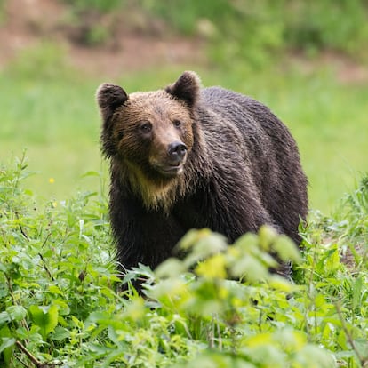 Un ejemplar de oso pardo.