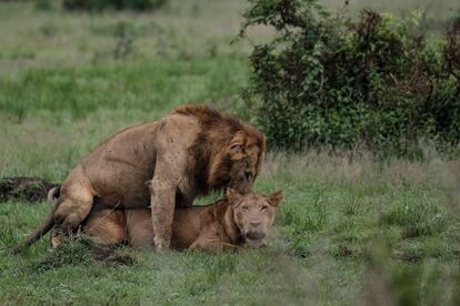 Como consecuencia de la caza furtiva y los conflictos entre leones y humanos, las poblaciones de estos felinos estn decreciendo en el Parque Nacional de la Reina Isabel. El doctor Ludwig Siefert ha calculado una reduccin del 50% en el nmero de leones en 11 a?os, pasando de unos 120 ejemplares a cerca de 60.