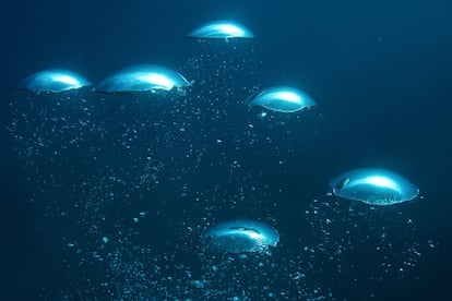 Las burbujas de aire procedentes de los tanques de oxígeno de los buzos van hacia la superficie y recuerdan a las propias biosferas, que albergan casi 2.000 litros de aire. Son bolsas gigantes ancladas bajo el agua con un reto enorme por delante.
