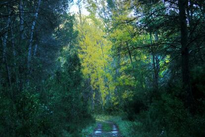 Bosque en Titaguas por el que discurre uno de los senderos de pequeño recorrido de la zona del Alto Turia.