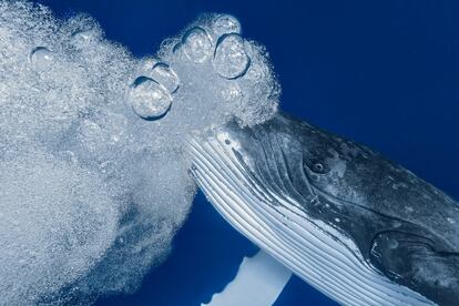 'Dime'. El fotógrafó captó este detalle de una ballena y las burbujas que produce al respirar durante una sesión de buceo libre en Tonga.