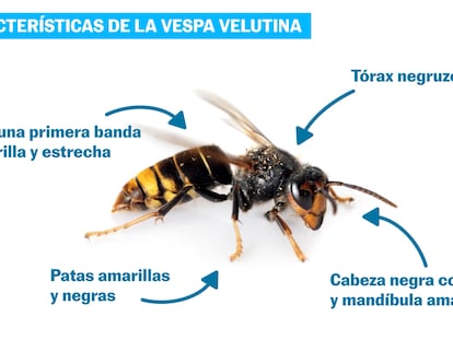 Preguntas y respuestas sobre las velutinas, la avispa asiática que ha matado a tres personas en Galicia