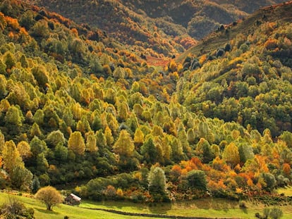 Rojos, ocres y amarillos intensos tiñen en otoño el parque natural de las Fuentes del Narcea, Degaña e Ibias, en Asturias.