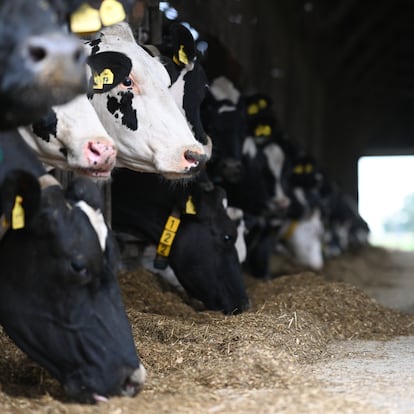 PRODUCTION - 22 August 2024, Lower Saxony, Bunde: Dairy cows stand side by side on the farm in East Frisia. The dramatic spread of bluetongue continues in Lower Saxony. Photo: Lars Penning/dpa (Photo by Lars Penning/picture alliance via Getty Images)