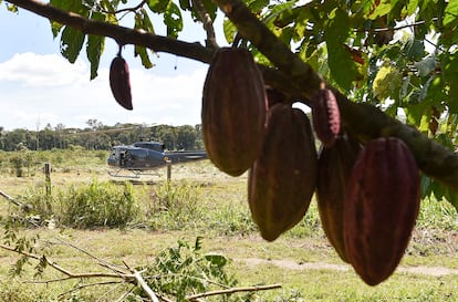 Desde hace diez años árboles de cacao han venido reemplazando a los arbustos de coca en este departamento del tamaño de Guatemala que colinda con Venezuela.