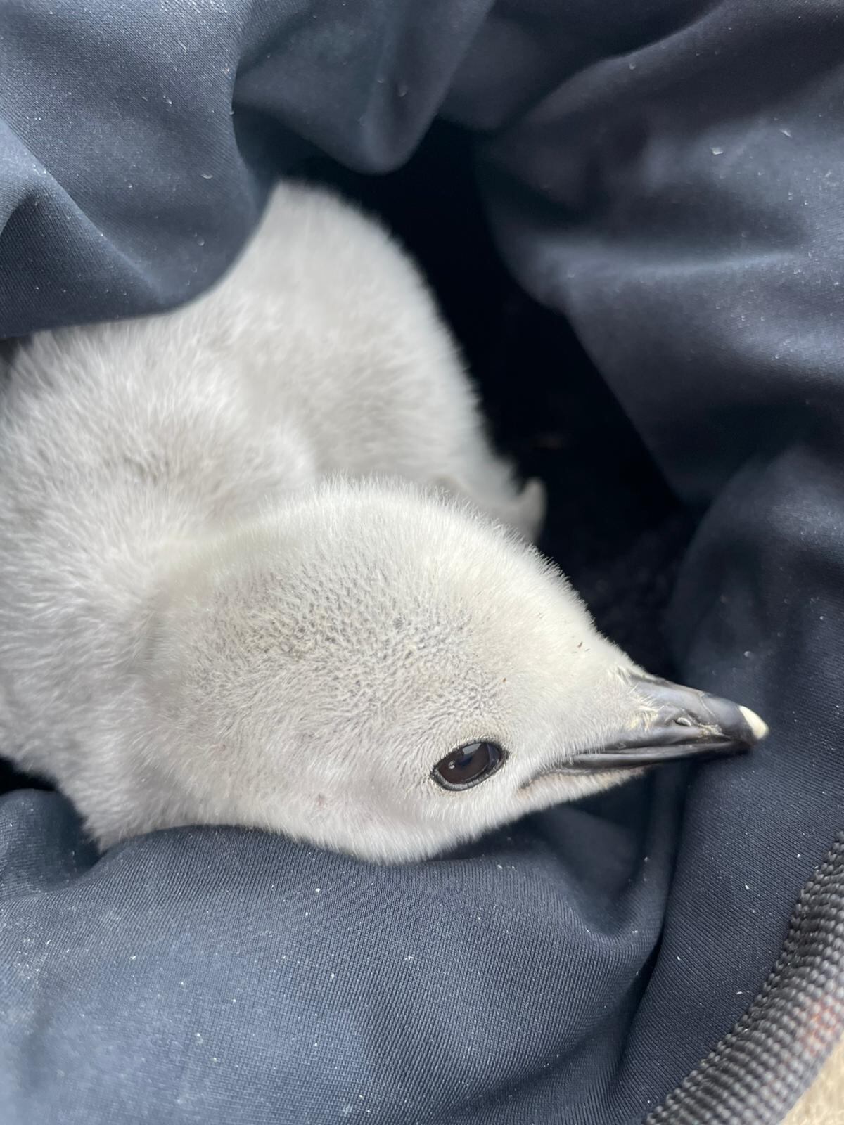 Cría de pingüino barbijo.