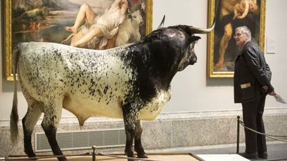 El toro de Veragua, frente a 'El rapto de Europa' de Rubens, intervención de Miguel Ángel Blanco en el Prado.