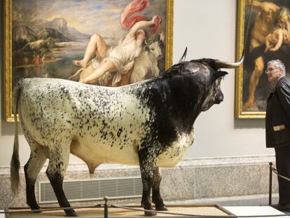 El toro de Veragua, frente a 'El rapto de Europa' de Rubens, intervención de Miguel Ángel Blanco en el Prado.