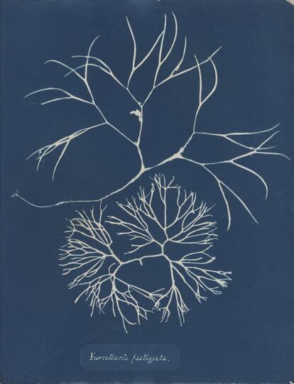 Furcellaria fastigiata, de la Parte IV de Photographs of British Algae- Cyanotypes Impressions, 1846