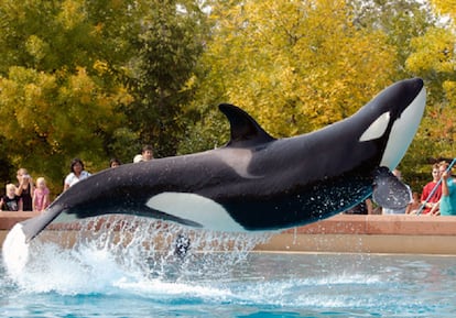 Una orca en el Marineland de Niagara Falls.