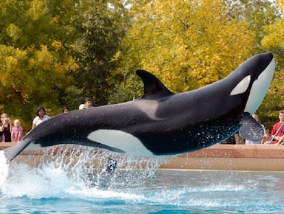 Una orca en el Marineland de Niagara Falls.