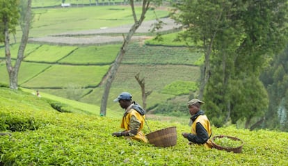 Cultivos de t&eacute; en Kitabi, Ruanda.
 