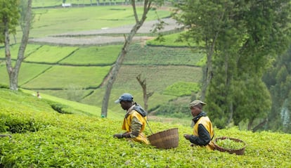 Cultivos de té en Kitabi, Ruanda.
