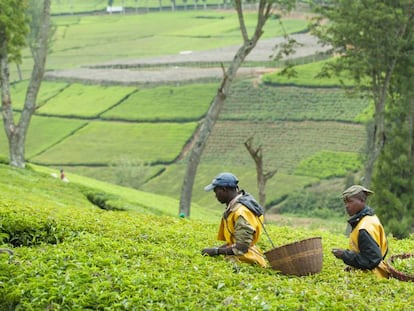 Cultivos de t&eacute; en Kitabi, Ruanda.
 