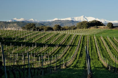 Viñedos en la Denominación de Origen Somontano.