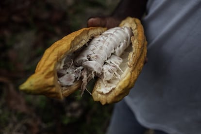 Lemo está probando una nueva variedad de cacao más eficiente, pues el 99% del fruto que da es bueno. "Toda mi plantación es de cacao nacional", asegura orgulloso mientras ofrece semillas para chupar la dulce manteca que las cubre.