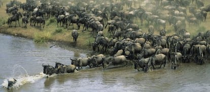 Manada de &ntilde;us cruzando el r&iacute;o Mara en Kenia.