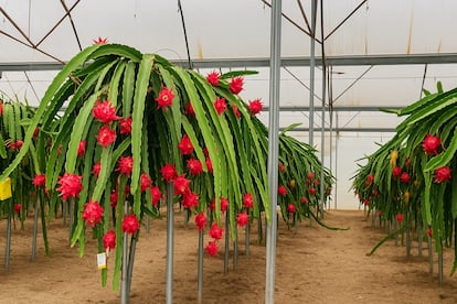 Cultivo de pitaya en la estación experimental Las Palmerillas, en Almería. Imagen proporcionada por la empresa.