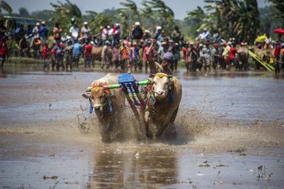 Un participante en una carrera de búfalos se aferra a su ganado durante la competición en Probolinggo, Java (Indonesia).