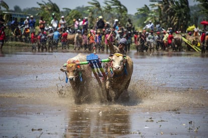 Un participante en una carrera de búfalos se aferra a su ganado durante la competición en Probolinggo, Java (Indonesia).