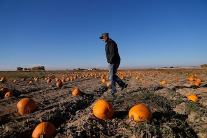 Alan Mazzotti walks through one of his pumpkin fields Oct. 26, 2023, in Hudson, Colo.