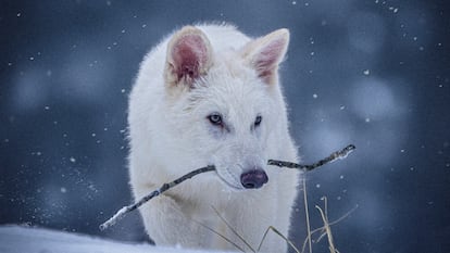 Foto sin fecha proporcionada por Colossal que muestra a un joven lobo diseñado genéticamente con similitudes con el lobo gigante.