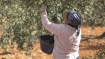 Una mujer recoge aceitunas en una finca de la localidad sevillana de Umbrete.