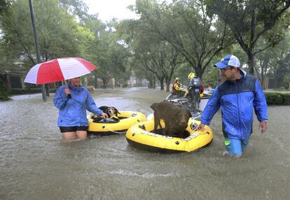 Los residentes de Houston rescatan a sus mascotas tras el paso del huracán Harvey.