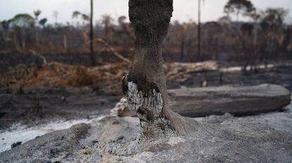 El tronco de un árbol arrasado por el fuego en la Amazonia.