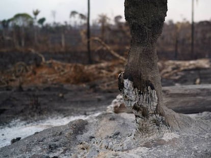 Tronco de uma árvore arrasado pelo fogo na Amazônia.