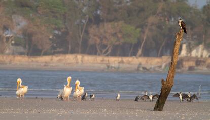 Un águila pescadora en el Parque Nacional de la Langue de Barbarie (PNLB), al norte de Senegal.