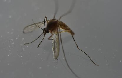 Las autoridades colombianas dan un parte de tranquilidad al se&ntilde;alar que la epidemia del zika termin&oacute;.