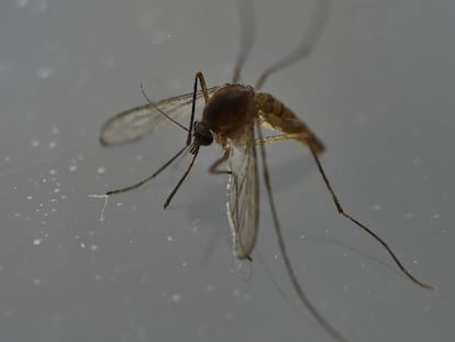 Las autoridades colombianas dan un parte de tranquilidad al señalar que la epidemia del zika terminó.