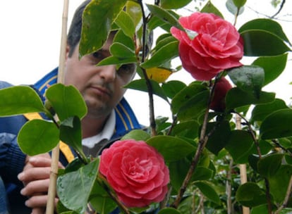 Eusebio López, <i>padre</i> de la nueva variedad de camelia, muestra uno de sus ejemplares en su casa de Fene.