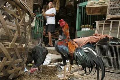 Mercado callejero de gallinas en Yakarta (Indonesia).