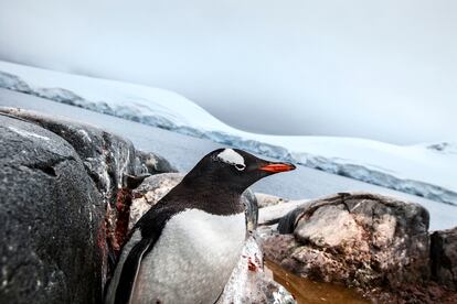 Pingüino Papúa o también llamado ¨Juanito¨. Base Yecho, Isla Doumer, Península Antártica. Es fácilmente identificable por su parche blanco en la parte alta de la cabeza detrás de los ojos.