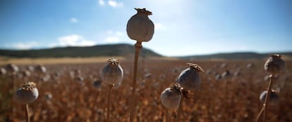 Opium field in Castilla and León