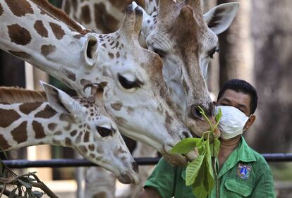 Un cuidador alimenta a las jirafas del zoológico de Ragunan antes de su reapertura después de semanas de cierre para frenar el nuevo brote de coronavirus en Yakarta (Indonesia).