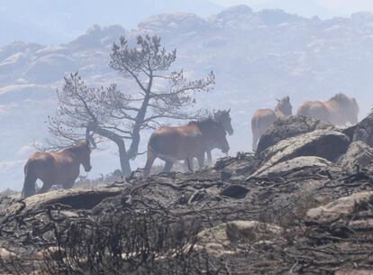 El piloto decidió cambiar su dirección y ponerse delante de los animales para evitar que llegarán al fuego colocándose "justo encima de ellos a poca altura", posteriormente les condujo a una zona segura.