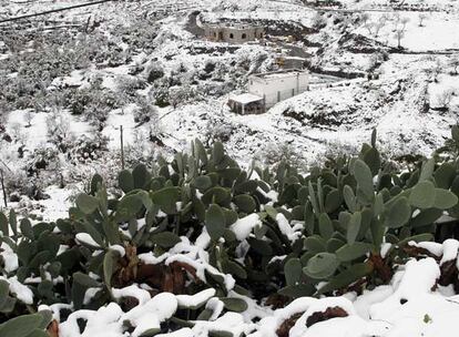 Una chumberas cubiertas de nieve en el municipio de Olula de Castro, en la Sierra de Filabres, Almería, provincia andaluza donde también han llegado los efectos del temporal que azota la península.