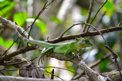 La biodiversidad del parque, muchas de las especies animales y vegetales, corren peligro por el avance del mar.