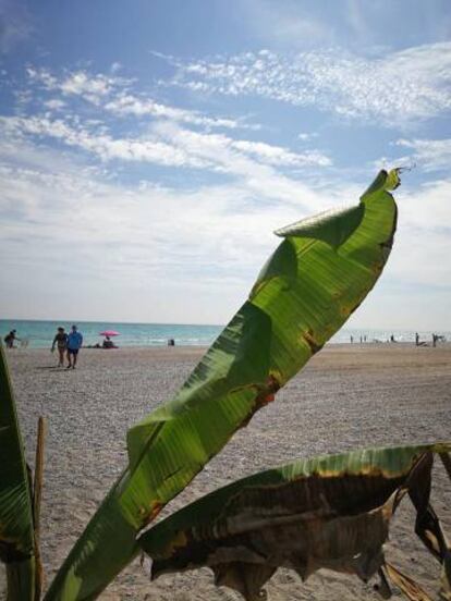 La playa de Almardà desde el chiringuito Calipso, en Sagunto (Valencia).