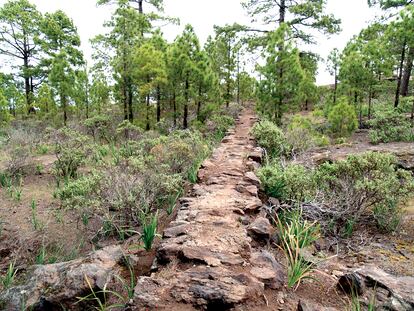 Pinar de Tamadaba, en Gran Canaria