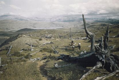 'Bosque petrificado. Patagonia, 1943'.
