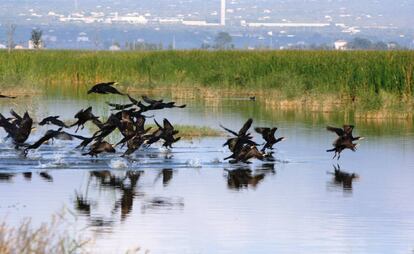 Humedales del Delta del Ebro.