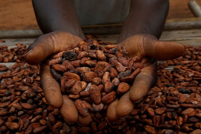 A farmer displays cacao beans in Sinfra, Côte d’Ivoire.