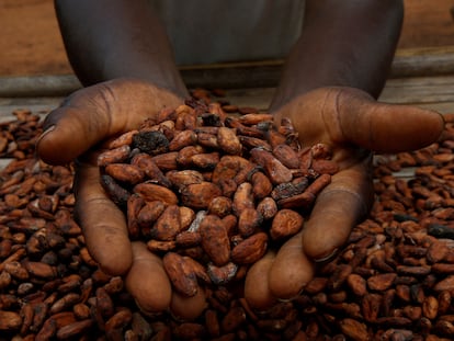 A farmer displays cacao beans in Sinfra, Côte d’Ivoire.